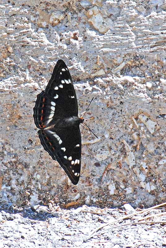 Limenitis populi